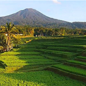 jatiluwih-rice-terrace-fields-square