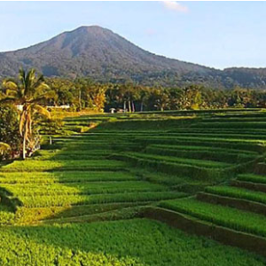 Jatiluwih Rice Terrace Fields