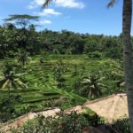 Tegalalang Terrace Rice Fields