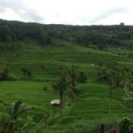 Jatiluwih Terrace Rice Fields