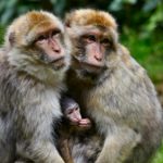 Ubud Monkey Forest