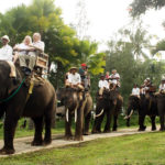 Naik Gajah Tour