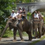 Elephant Riding Tour