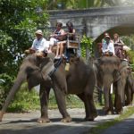 Naik Gajah Tour