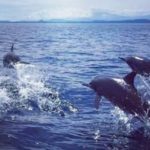 Dolphins at Lovina beach