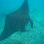 Really gigantic Manta Rays