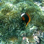 Geniet van prachtig koraal en mooie vissen terwijl u snorkelt bij Nusa Lembongan