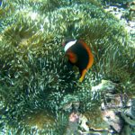 Beautiful coral and fish while snorkeling at Nusa Lembongan